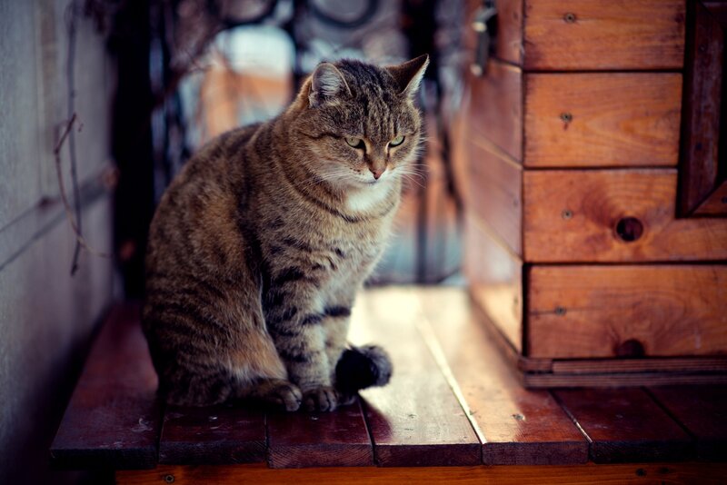 Tabby Cat Sitting — Brown, Calm, Photograph, Wooden Surface