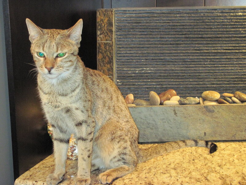 Tabby Cat Sitting — Brown, Calm