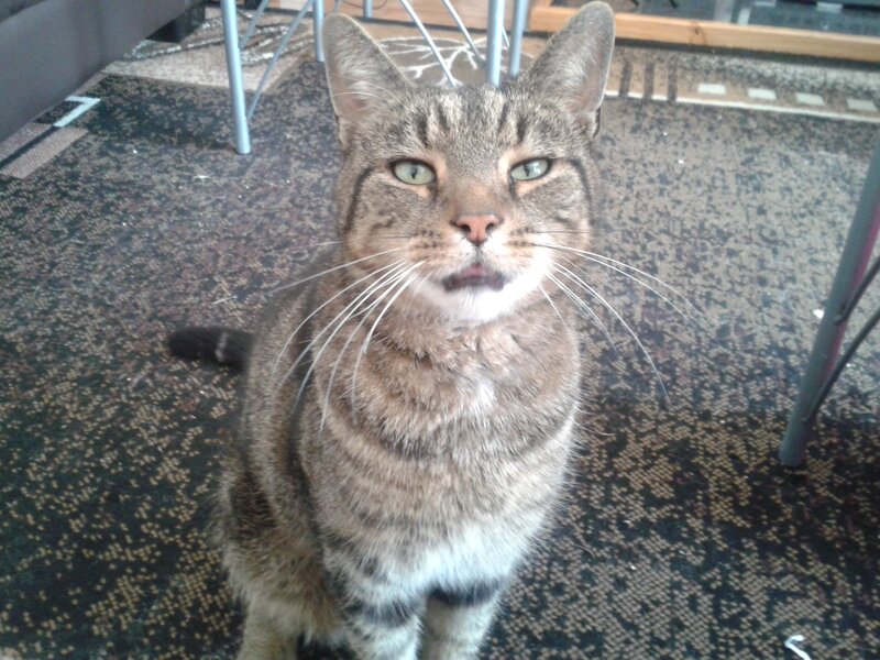 Tabby Cat Sitting — Brown, Neutral