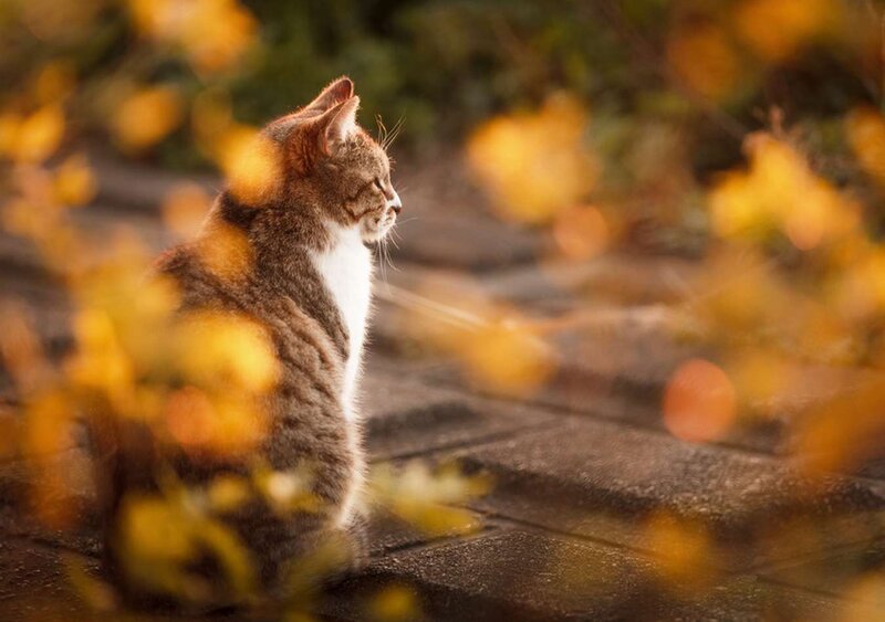 Tabby Cat Sitting — Brown, Serene