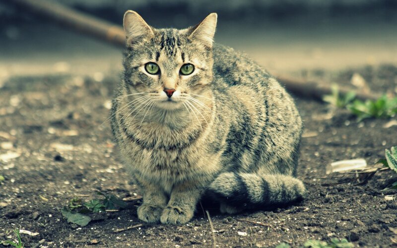 Tabby Cat Sitting — Brown