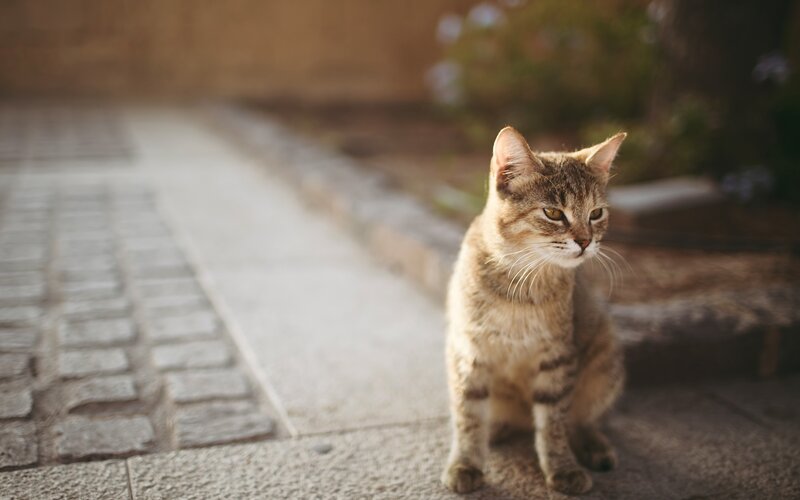 Tabby Cat Sitting — Calm