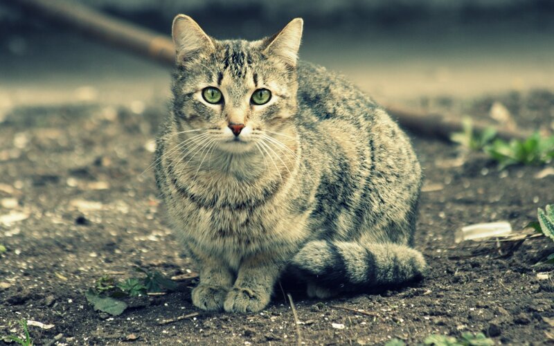Tabby Cat Sitting — Gray, Alert