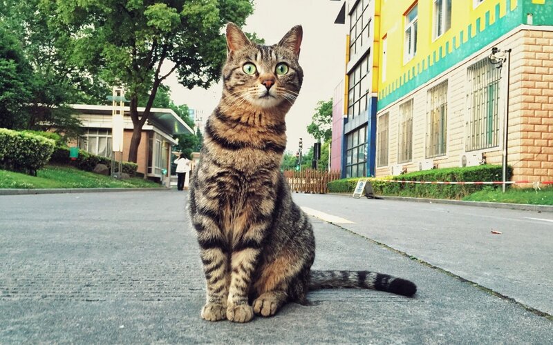 Tabby Cat Sitting — Gray, Calm, Afternoon, Photograph, Building
