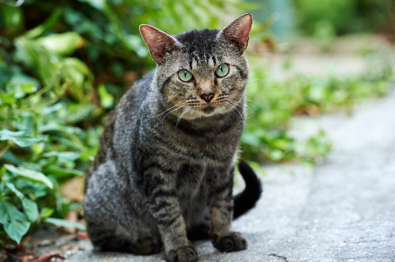 Tabby Cat Sitting — Gray, Calm, Afternoon, Photograph, Plants