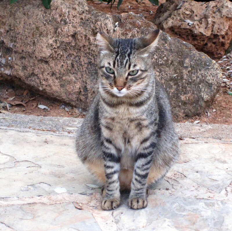 Tabby Cat Sitting — Gray, Calm, Afternoon, Photograph, Rocks