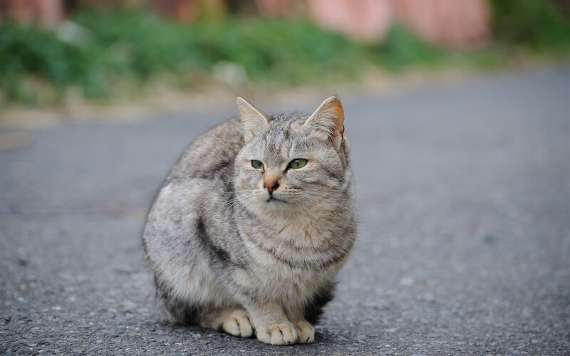 Tabby Cat Sitting — Gray, Calm, Afternoon, Photograph