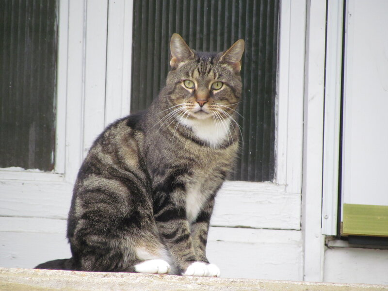 Tabby Cat Sitting — Gray, Calm, Afternoon