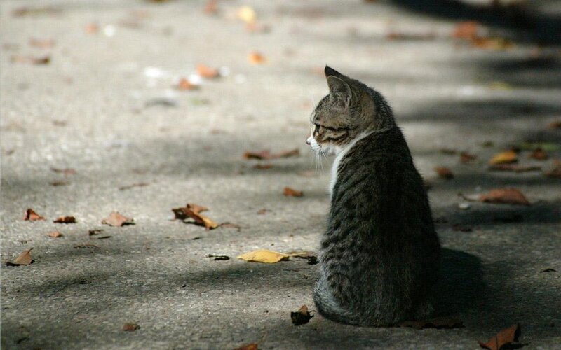 Tabby Cat Sitting — Gray, Calm, Autumn, Photograph, Leaves, Pavement, Brown
