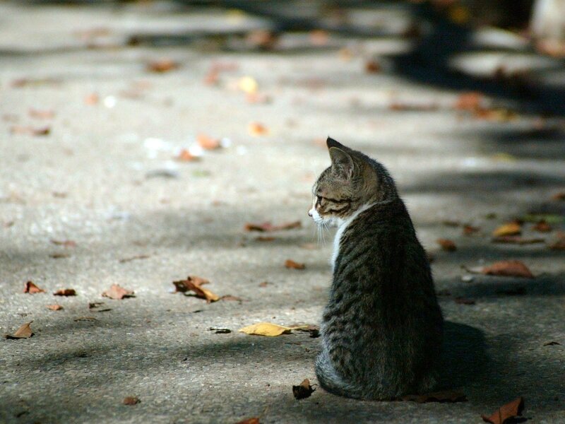 Tabby Cat Sitting — Gray, Calm, Autumn, Photograph, Leaves, Pavement, Shadow, Brown