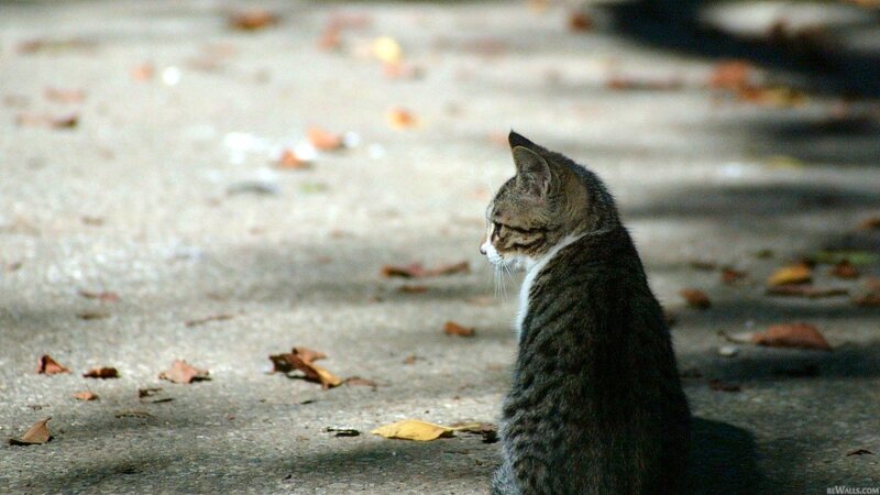 Tabby Cat Sitting — Gray, Calm, Autumn, Photograph, Leaves, Pavement, Sunlight