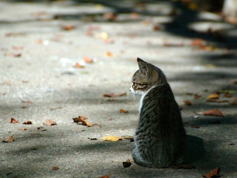 Tabby Cat Sitting — Gray, Calm, Autumn, Photograph, Leaves, Pavement