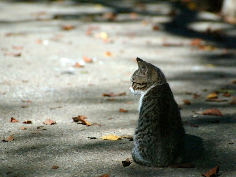 Tabby Cat Sitting — Gray, Calm, Autumn, Photograph