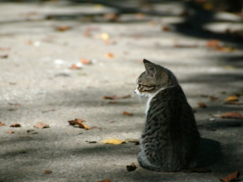 Tabby Cat Sitting — Gray, Calm, Autumn