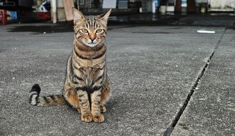 Tabby Cat Sitting — Gray, Calm, Photograph, Asphalt