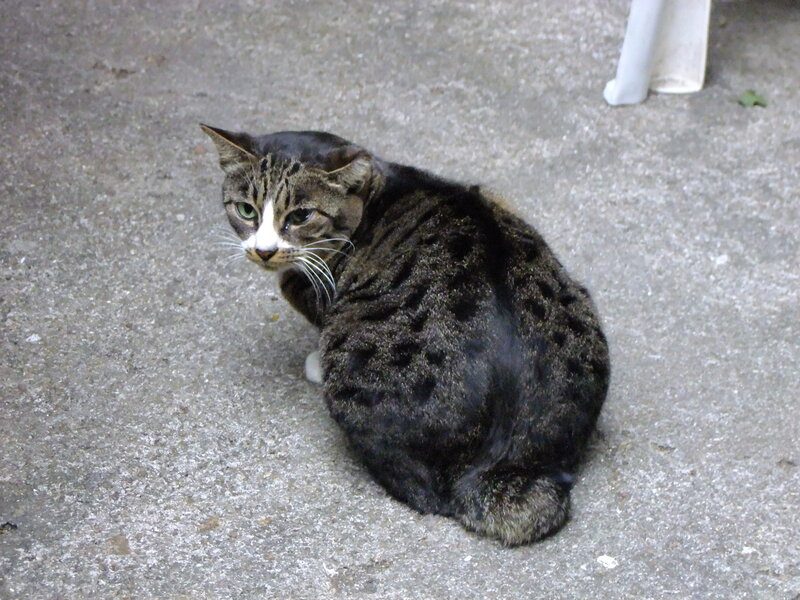 Tabby Cat Sitting — Gray, Calm, Photograph, Concrete Ground