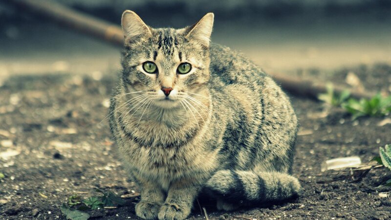 Tabby Cat Sitting — Gray, Calm, Photograph, Dirt Ground, Plants
