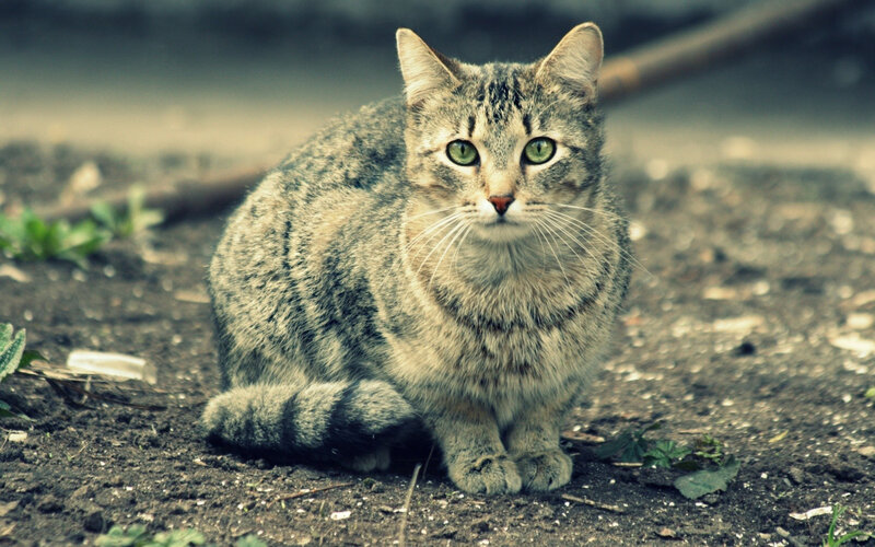 Tabby Cat Sitting — Gray, Calm, Photograph, Dirt Ground