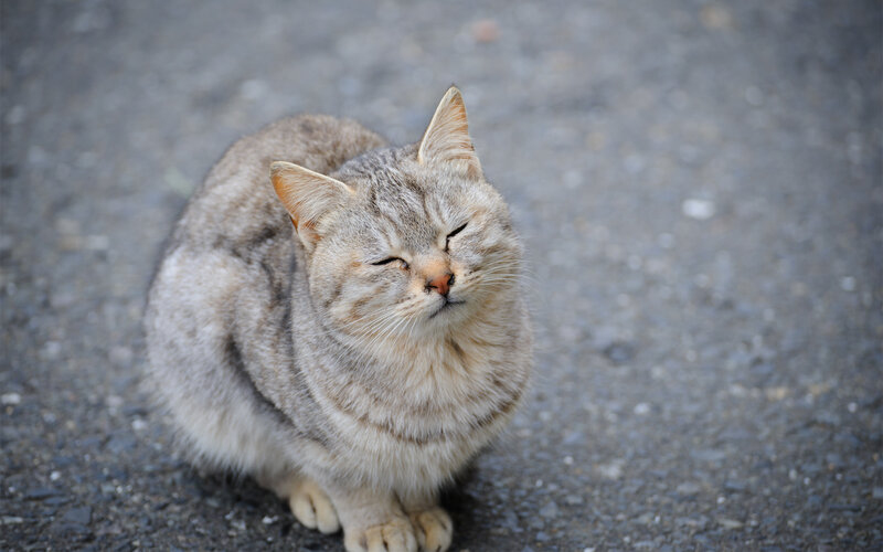 Tabby Cat Sitting — Gray, Calm, Photograph, Ground