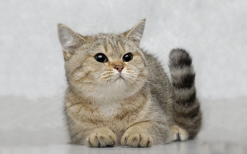 Tabby Cat Sitting — Gray, Calm, Photograph, Tail