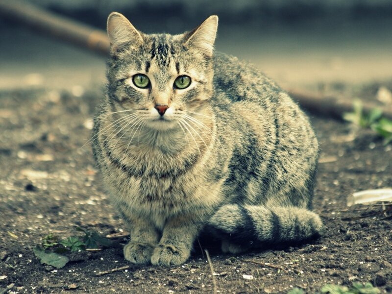 Tabby Cat Sitting — Gray, Calm, Photograph