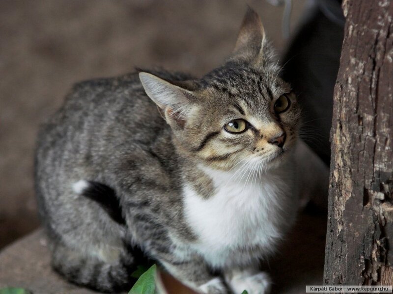 Tabby Cat Sitting — Gray, Calm, Photograph, Tree Trunk