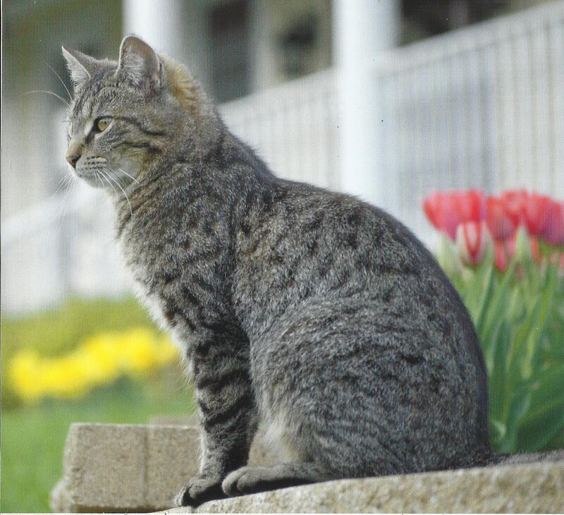 Tabby Cat Sitting — Gray, Calm, Spring, Photograph