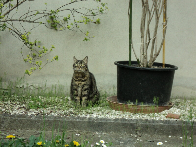 Tabby Cat Sitting — Gray, Calm, Spring