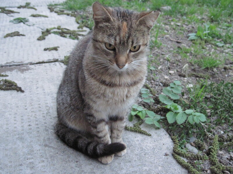 Tabby Cat Sitting — Gray, Calm