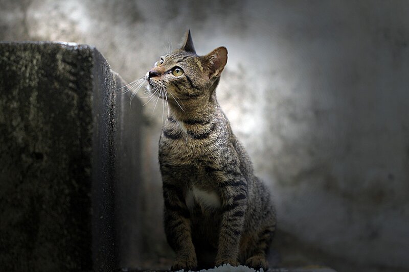 Tabby Cat Sitting — Gray, Dramatic