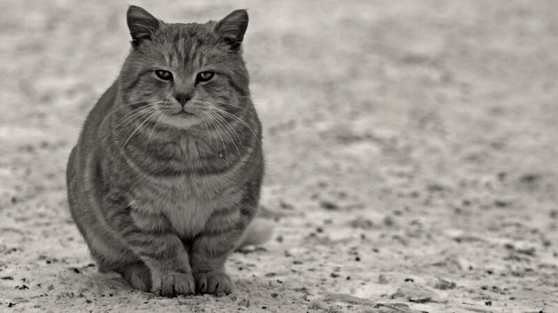 Tabby Cat Sitting — Gray, Neutral