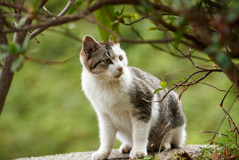Tabby Cat Sitting — Green, Calm, Afternoon, Photograph, Branches