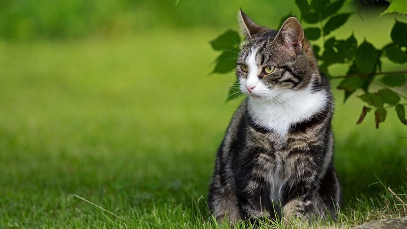Tabby Cat Sitting — Green, Calm, Afternoon, Photograph, Grass, Leaves