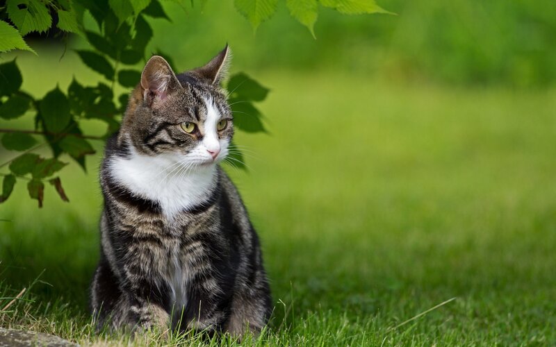 Tabby Cat Sitting — Green, Calm, Afternoon, Photograph, Grass