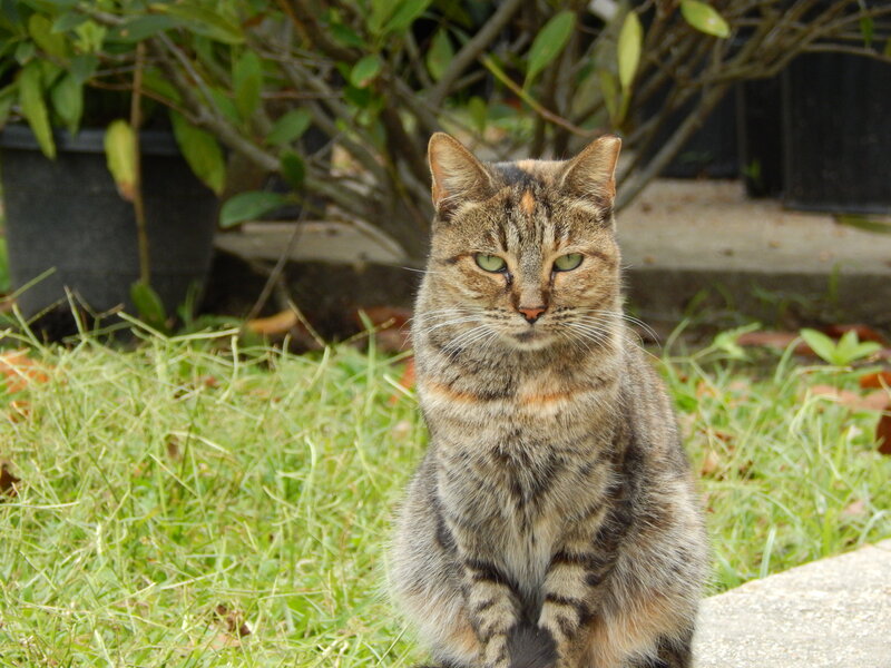 Tabby Cat Sitting — Green, Calm, Afternoon, Photograph