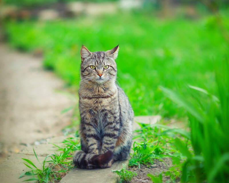 Tabby Cat Sitting — Green, Calm, Afternoon