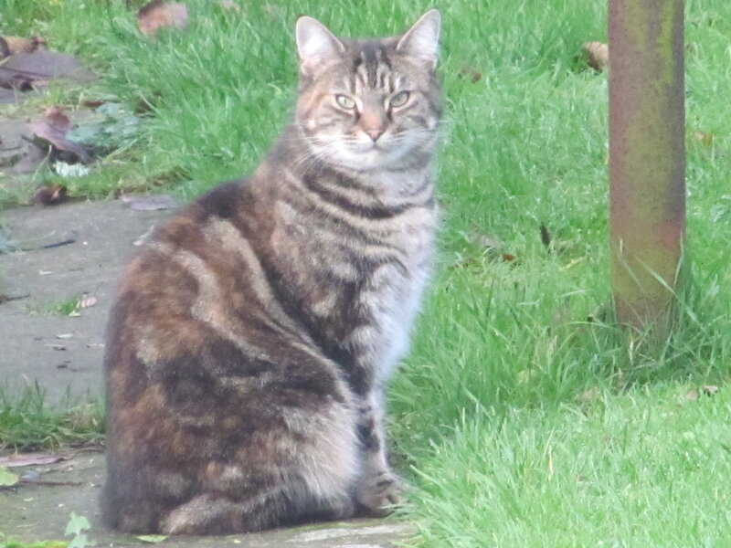 Tabby Cat Sitting — Green, Calm, Photograph