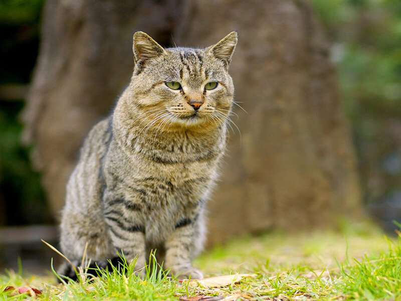 Tabby Cat Sitting — Green, Calm