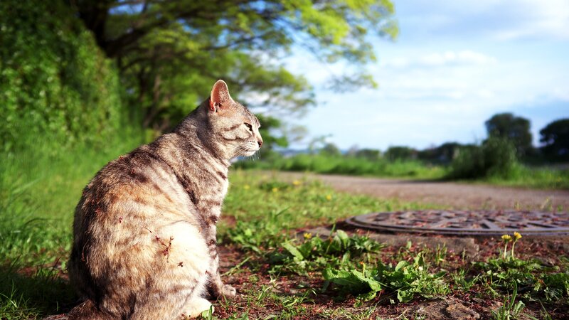 Tabby Cat Sitting — Green, Serene, Afternoon