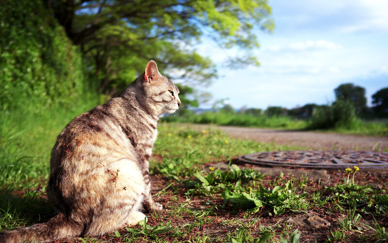 Tabby Cat Sitting — Green, Serene