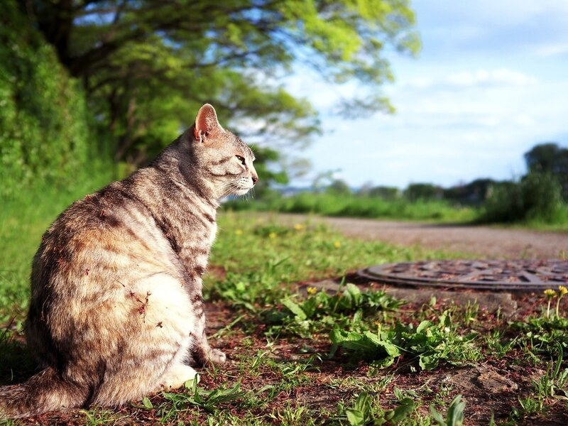 Tabby Cat Sitting — Green