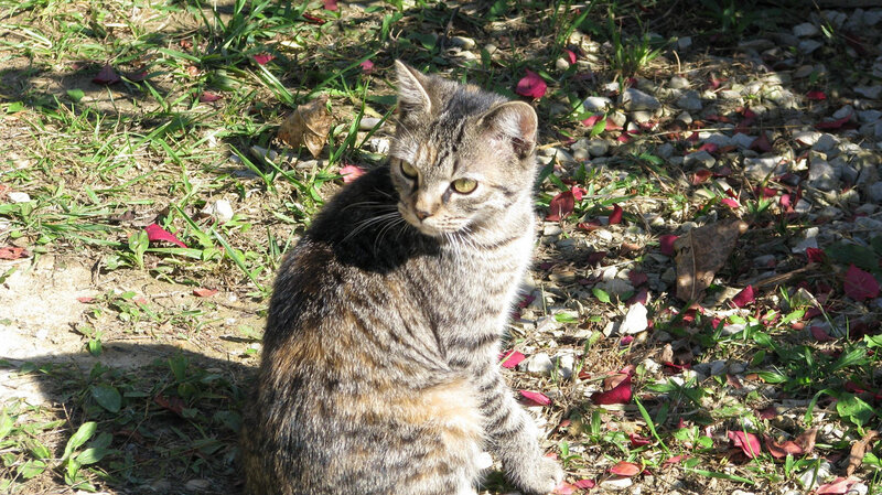 Tabby cat sitting in sunlight