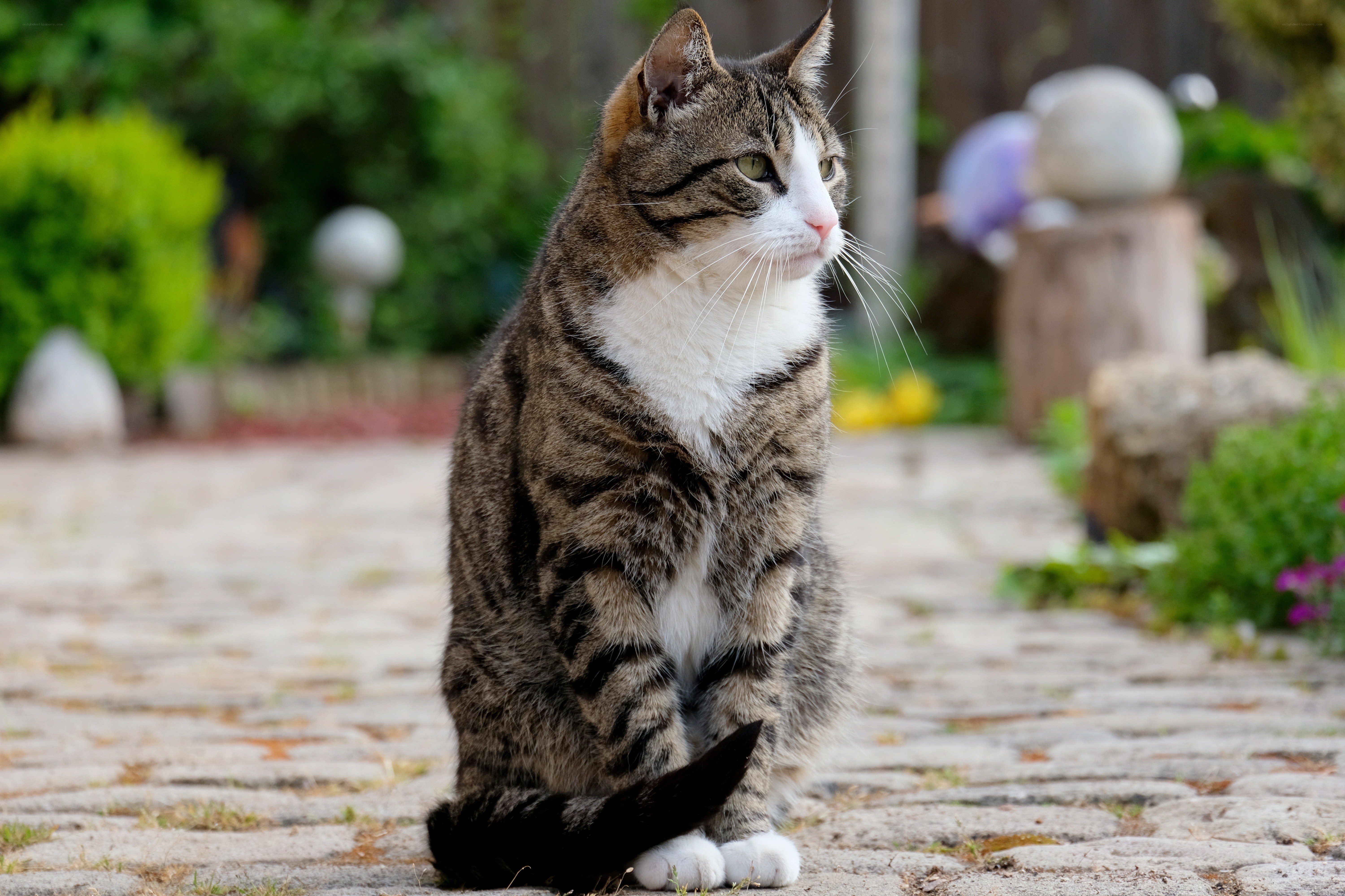 Tabby cat sitting on a path
