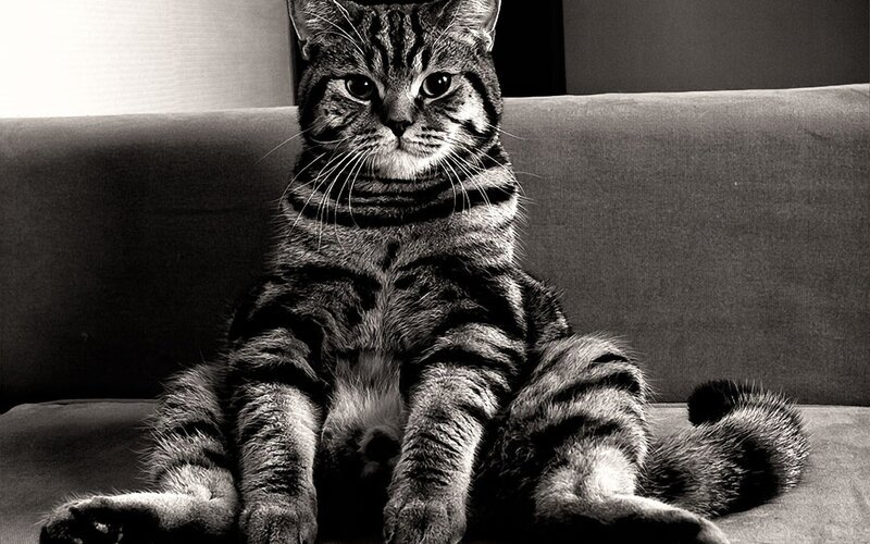 Tabby cat sitting on couch