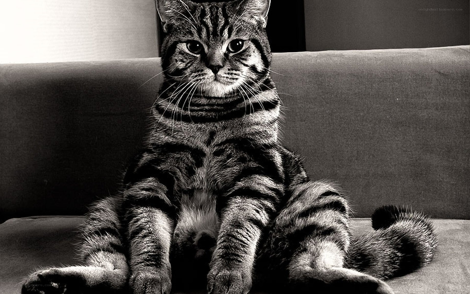 Tabby cat sitting on couch