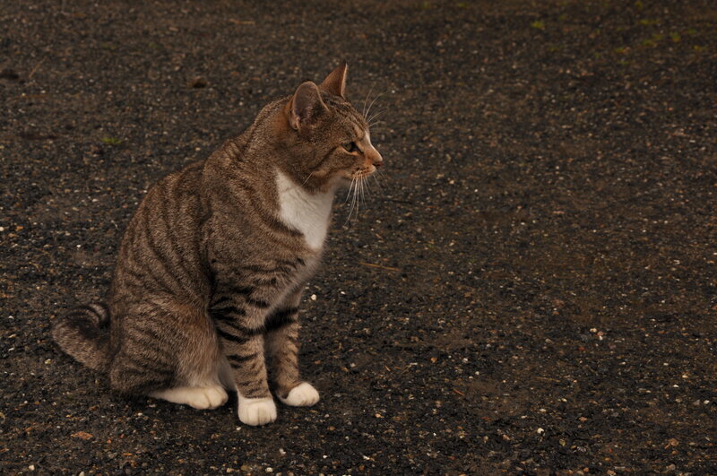 tabby cat sitting on gravel