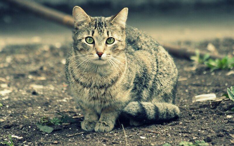 tabby cat sitting on ground