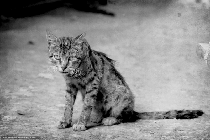 Tabby cat sitting on ground