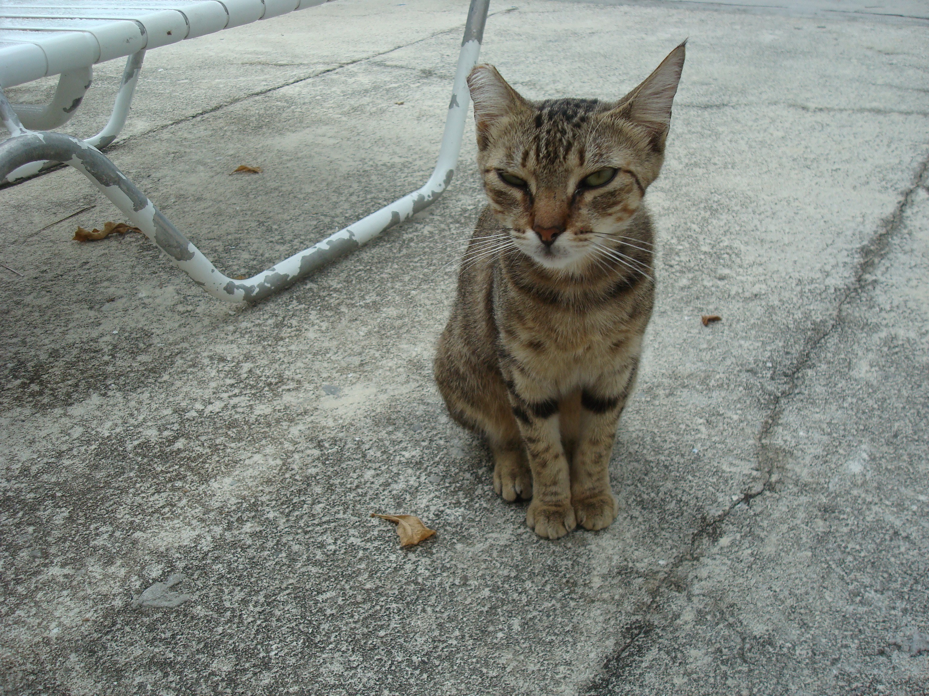 tabby cat sitting on pavement