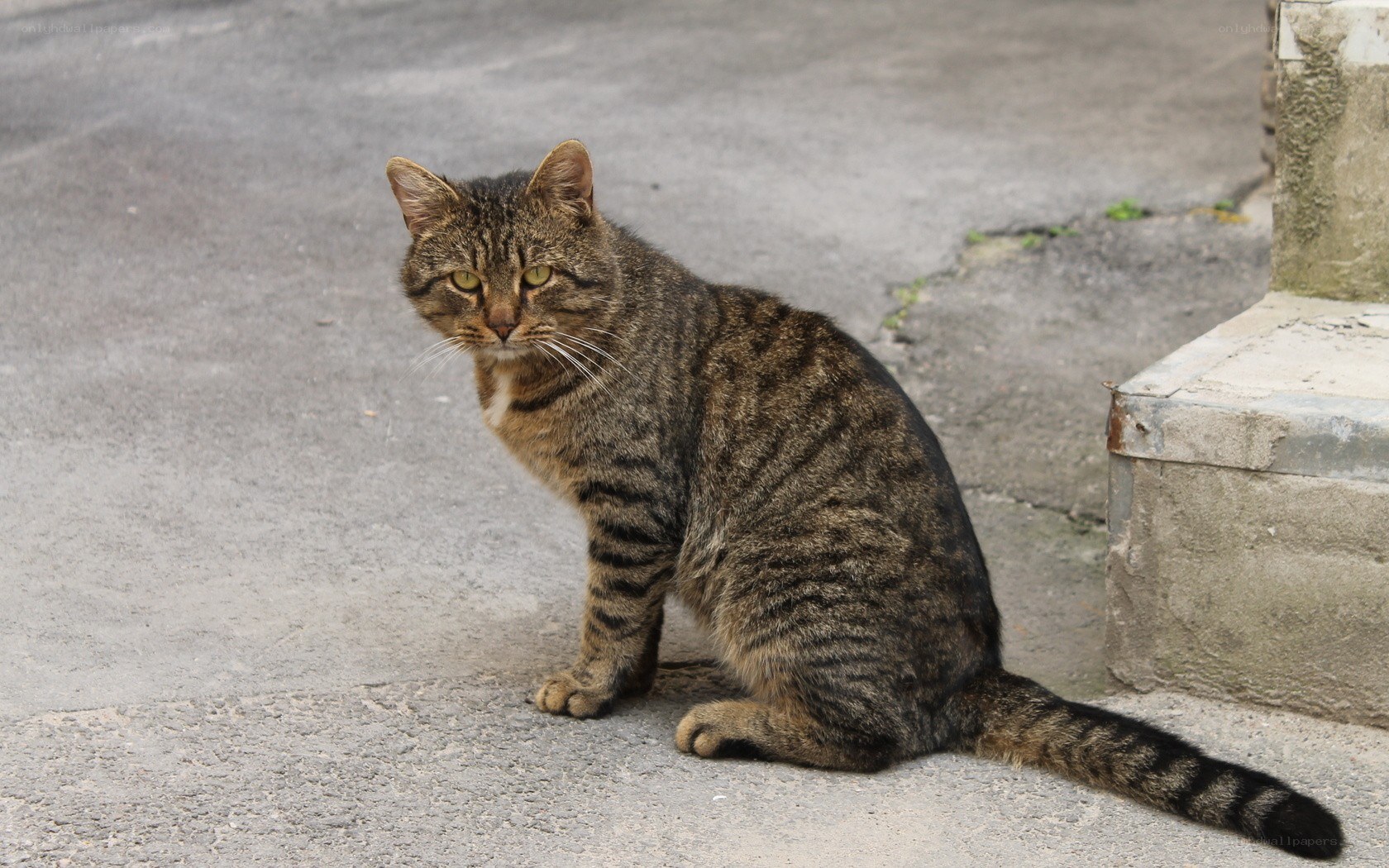 tabby cat sitting on pavement